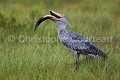 Bec en sabot (Balaeniceps rex) en train de pêcher un dipneuste (Protopterus sp) dans les marais.  Lac Victoria. Ouganda. Afrique 
 Balaeniceps 
 Balaeniceps rex 
 Balaniceps 
 Bec en sabot 
 Dipneuste 
 Lake 
 Lungfish 
 Mabamba 
 Ouganda 
 Protopterus 
 Shoebill 
 Stork 
 Uganda 
 Victoria 
 bec 
 bird 
 cigogne 
 endangered 
 fish 
 fishing 
 lac 
 marais 
 marsh 
 oiseau 
 pêcher 
 rex 
 sabot 
 swamp 
 Ouganda, 