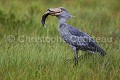 Bec en sabot (Balaeniceps rex) en train de pêcher un dipneuste (Protopterus sp) dans les marais.  Lac Victoria. Ouganda. Afrique 
 Balaeniceps 
 Balaeniceps rex 
 Balaniceps 
 Bec en sabot 
 Dipneuste 
 Lake 
 Lungfish 
 Mabamba 
 Ouganda 
 Protopterus 
 Shoebill 
 Stork 
 Uganda 
 Victoria 
 bec 
 bird 
 cigogne 
 endangered 
 fish 
 fishing 
 lac 
 marais 
 marsh 
 oiseau 
 pêcher 
 rex 
 sabot 
 swamp 
 Ouganda, 