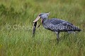 Bec en sabot (Balaeniceps rex) en train de pêcher un dipneuste (Protopterus sp) dans les marais.  Lac Victoria. Ouganda. Afrique 
 Balaeniceps 
 Balaeniceps rex 
 Balaniceps 
 Bec en sabot 
 Dipneuste 
 Lake 
 Lungfish 
 Mabamba 
 Ouganda 
 Protopterus 
 Shoebill 
 Stork 
 Uganda 
 Victoria 
 bec 
 bird 
 cigogne 
 endangered 
 fish 
 fishing 
 lac 
 marais 
 marsh 
 oiseau 
 pêcher 
 rex 
 sabot 
 swamp 
 Ouganda, 