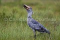 Bec en sabot (Balaeniceps rex) en train de pêcher un dipneuste (Protopterus sp) dans les marais.  Lac Victoria. Ouganda. Afrique 
 Balaeniceps 
 Balaeniceps rex 
 Balaniceps 
 Bec en sabot 
 Dipneuste 
 Lake 
 Lungfish 
 Mabamba 
 Ouganda 
 Protopterus 
 Shoebill 
 Stork 
 Uganda 
 Victoria 
 bec 
 bird 
 cigogne 
 endangered 
 fish 
 fishing 
 lac 
 marais 
 marsh 
 oiseau 
 pêcher 
 rex 
 sabot 
 swamp 
 Ouganda, 