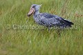 Bec en sabot en train de boire de l'eau après avoir pêché un Dipneuste dans les marais (Balaeniceps rex) Lac Victoria. Ouganda. Afrique 
 Balaeniceps 
 Balaeniceps rex 
 Balaniceps 
 Bec en sabot 
 Dipneuste 
 Lake 
 Mabamba 
 Ouganda 
 Shoebill 
 Stork 
 Uganda 
 Victoria 
 bec 
 bird 
 boire 
 cigogne 
 drinking 
 eau 
 endangered 
 lac 
 marais 
 marsh 
 oiseau 
 rex 
 sabot 
 swamp 
 Ouganda, 