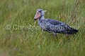 Bec en sabot (Balaeniceps rex) en train de boire de l'eau après avoir pêché et avalé un énorme Dipneuste (Protopterus sp).  Lac Victoria. Ouganda. Afrique 
 Balaeniceps 
 Balaeniceps rex 
 Balaniceps 
 Bec en sabot 
 Dipneuste 
 Lake 
 Mabamba 
 Ouganda 
 Shoebill 
 Stork 
 Uganda 
 Victoria 
 bec 
 bird 
 boire 
 cigogne 
 drinking 
 eau 
 endangered 
 lac 
 marais 
 marsh 
 oiseau 
 rex 
 sabot 
 swamp 
 Ouganda,
boire,
eau,
 