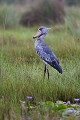 Bec en sabot dans les marais (Balaeniceps rex) Lac Victoria. Ouganda. Afrique 
 Balaeniceps 
 Balaeniceps rex 
 Balaniceps 
 Bec en sabot 
 Lake 
 Mabamba 
 Ouganda 
 Shoebill 
 Stork 
 Uganda 
 Victoria 
 bec 
 bird 
 cigogne 
 endangered 
 lac 
 marais 
 marsh 
 oiseau 
 rex 
 sabot 
 swamp 
 Ouganda, 