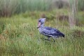 Bec en sabot dans les marais. (Balaeniceps rex) Lac Victoria. Ouganda. Afrique 
 Balaeniceps 
 Balaeniceps rex 
 Balaniceps 
 Bec en sabot 
 Lake 
 Mabamba 
 Ouganda 
 Shoebill 
 Stork 
 Uganda 
 Victoria 
 bec 
 bird 
 cigogne 
 endangered 
 lac 
 marais 
 marsh 
 oiseau 
 rex 
 sabot 
 swamp 
 Ouganda, 