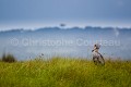 Bec en sabot dans les marais. (Balaeniceps rex) Lac Victoria. Ouganda. Afrique 
 Balaeniceps 
 Balaeniceps rex 
 Balaniceps 
 Bec en sabot 
 Lake 
 Mabamba 
 Ouganda 
 Shoebill 
 Stork 
 Uganda 
 Victoria 
 bec 
 bird 
 cigogne 
 endangered 
 lac 
 marais 
 marsh 
 oiseau 
 rex 
 sabot 
 swamp 
 Ouganda, 