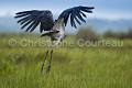 Bec en sabot à l'envol dans les marais. (Balaeniceps rex) Lac Victoria. Ouganda. Afrique 
 Balaeniceps 
 Balaeniceps rex 
 Balaniceps 
 Bec en sabot 
 Lake 
 Mabamba 
 Ouganda 
 Shoebill 
 Stork 
 Uganda 
 Victoria 
 bec 
 bird 
 cigogne 
 endangered 
 lac 
 marais 
 marsh 
 oiseau 
 rex 
 sabot 
 swamp ,
vol,
envol,
s'envoler,
ailes,
 