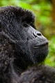 Portrait de  Gorille de montagne, mâle (Gorilla beringei). Dos noir. Rwanda. Avril. Groupe Agashya (ancien groupe 13).

 Afrique 
 Agashya 
 Ape 
 Gorilla 
 Gorilla gorilla 
 Gorilla gorilla beringei 
 Gorille 
 Great 
 Great Ape 
 Group 13 
 Groupe 13 
 National 
 Parc 
 Park 
 Rwanda 
 Volcanoes 
 Volcans 
 grand 
 great 
 mammal 
 mammifère 
 primate 
 singe 