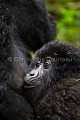 Jeune gorille de montagne en train de têter sa mère dans une forêt de bambous. (Gorilla gorilla beringei). Groupe Agashya (anciennement Groupe 13). Rwanda. Volcanoes National Park. Saison des pluies. Afrique 
 Agashya 
 Ape 
 Gorilla 
 Gorilla gorilla 
 Gorilla gorilla beringei 
 Gorille 
 Great 
 Great Ape 
 Group 13 
 Groupe 13 
 National 
 Parc 
 Park 
 Rwanda 
 Volcanoes 
 Volcans 
 grand 
 great 
 mammal 
 mammifère 
 milk 
 primate 
 rain 
 singe 