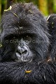 Gorille de montagne dans une forêt de bambous.(Gorilla gorilla beringei). Groupe Agashya (anciennement Groupe 13). Rwanda. Volcanoes National Park. Saison des pluies.

 Afrique 
 Agashya 
 Ape 
 Gorilla 
 Gorilla gorilla 
 Gorilla gorilla beringei 
 Gorille 
 Great 
 Great Ape 
 Group 13 
 Groupe 13 
 National 
 Parc 
 Park 
 Rwanda 
 Volcanoes 
 Volcans 
 grand 
 great 
 mammal 
 mammifère 
 primate 
 singe 