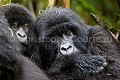 Gorille de montagne dans une forêt de bambous.(Gorilla gorilla beringei). Groupe Agashya (anciennement Groupe 13). Rwanda. Volcanoes National Park. Saison des pluies. Afrique 
 Agashya 
 Ape 
 Gorilla 
 Gorilla gorilla 
 Gorilla gorilla beringei 
 Gorille 
 Great 
 Great Ape 
 Group 13 
 Groupe 13 
 National 
 Parc 
 Park 
 Rwanda 
 Volcanoes 
 Volcans 
 grand 
 great 
 mammal 
 mammifère 
 primate 
 singe 