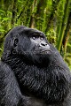 Gorille de montagne. Dos argenté dans une forêt de bambous durant la saison des pluies. Il tient son bras autour du cou pour se réchauffer après la pluie. (Gorilla gorilla beringei). Groupe Agashya (anciennement Groupe 13). Rwanda. Volcanoes National Park. Avril Afrique 
 Agashya 
 Ape 
 Gorilla 
 Gorilla gorilla 
 Gorilla gorilla beringei 
 Gorille 
 Great 
 Great Ape 
 Group 13 
 Groupe 13 
 National 
 Parc 
 Park 
 Rwanda 
 Volcanoes 
 Volcans 
 bras 
 cold 
 froid 
 grand 
 great 
 mammal 
 mammifère 
 mouillé 
 pluie 
 primate 
 rain 
 season 
 singe 
 warm 
 wet 