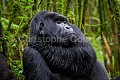 Gorille de montagne. Dos argenté dans une forêt de bambous durant la saison des pluies. Il tient son bras autour du cou pour se réchauffer après la pluie. (Gorilla gorilla beringei). Groupe Agashya (anciennement Groupe 13). Rwanda. Volcanoes National Park. Avril

Mountain Gorilla. Silver Back, wrapped himself up with his arm to keep warm after the rain.  Bamboo Forest. (Gorilla gorilla beringei). Agashya Group (former Group 13). Rwanda. Volcanoes National Park. Rain Season (April). 
 Afrique 
 Agashya 
 Ape 
 Gorilla 
 Gorilla gorilla 
 Gorilla gorilla beringei 
 Gorille 
 Great 
 Great Ape 
 Group 13 
 Groupe 13 
 National 
 Parc 
 Park 
 Rwanda 
 Volcanoes 
 Volcans 
 bras 
 cold 
 froid 
 grand 
 great 
 mammal 
 mammifère 
 mouillé 
 pluie 
 primate 
 rain 
 season 
 singe 
 warm 
 wet  