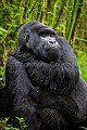 Gorille de montagne. Dos argenté dans une forêt de bambous durant la saison des pluies. Il tient son bras autour du cou pour se réchauffer après la pluie. (Gorilla gorilla beringei). Groupe Agashya (anciennement Groupe 13). Rwanda. Volcanoes National Park. Avril Afrique 
 Agashya 
 Ape 
 Gorilla 
 Gorilla gorilla 
 Gorilla gorilla beringei 
 Gorille 
 Great 
 Great Ape 
 Group 13 
 Groupe 13 
 National 
 Parc 
 Park 
 Rwanda 
 Volcanoes 
 Volcans 
 bras 
 cold 
 froid 
 grand 
 great 
 mammal 
 mammifère 
 mouillé 
 pluie 
 primate 
 rain 
 season 
 singe 
 warm 
 wet 