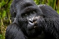 Gorille de montagne. Portrait de dos argenté dans une forêt de bambous durant la saison des pluies. (Gorilla gorilla beringei). Groupe Agashya (anciennement Groupe 13). Rwanda. Volcanoes National Park. Avril
 Afrique 
 Agashya 
 Ape 
 Gorilla 
 Gorilla gorilla 
 Gorilla gorilla beringei 
 Gorille 
 Great 
 Great Ape 
 Group 13 
 Groupe 13 
 National 
 Parc 
 Park 
 Rwanda 
 Volcanoes 
 Volcans 
 grand 
 great 
 mammal 
 mammifère 
 primate 
 singe 