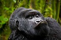 Gorille de montagne. Portrait de dos argenté dans une forêt de bambous durant la saison des pluies. (Gorilla gorilla beringei). Groupe Agashya (anciennement Groupe 13). Rwanda. Volcanoes National Park. Avril Afrique 
 Agashya 
 Ape 
 Gorilla 
 Gorilla gorilla 
 Gorilla gorilla beringei 
 Gorille 
 Great 
 Great Ape 
 Group 13 
 Groupe 13 
 National 
 Parc 
 Park 
 Rwanda 
 Volcanoes 
 Volcans 
 grand 
 great 
 mammal 
 mammifère 
 primate 
 singe 