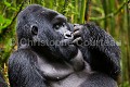 Gorille de montagne. Dos argenté dans une forêt de bambous durant la saison des pluies. Il tient son bras autour du cou pour se réchauffer après la pluie. (Gorilla gorilla beringei). Groupe Agashya (anciennement Groupe 13). Rwanda. Volcanoes National Park. Avril Afrique 
 Agashya 
 Ape 
 Gorilla 
 Gorilla gorilla 
 Gorilla gorilla beringei 
 Gorille 
 Great 
 Great Ape 
 Group 13 
 Groupe 13 
 National 
 Parc 
 Park 
 Rwanda 
 Volcanoes 
 Volcans 
 bras 
 cold 
 froid 
 grand 
 great 
 mammal 
 mammifère 
 mouillé 
 pluie 
 primate 
 rain 
 season 
 singe 
 warm 
 wet 