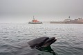 Le dauphin nommé "Randy" dans le port de l'île de Sein, avec le canot de sauvetage de la SNS dans le fond de l'image, sous la brume. Finistère. Bretagne. France.
Grand Dauphin ((Tursiops truncatus). Bretagne 
 Brittany 
 Côtes 
 Finistère 
 France 
 Iroise 
 coast 
 island 
 littoral 
 mer 
 mer d'Iroise 
 sea 
 shore 
 îles,
Tursiops truncatus,
Dolphin,
dauphin,
mammifère,
mammal,
marine,
mer,
 