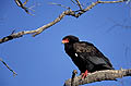 (Terathopius ecaudatus) Terathopius ecaudatus aigle Afrique bateleur posé bec rouge noir plumes brousse savane oiseau proie Botswana delta Okavango africain ciel bleu 