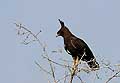 (Lophaetus occipitalis)
Aigle peu commun dans le Delta de l'Okavango. Photo prise au mois août. Lophaetus occipitalis Aigle huppard Afrique oiseau proie rapace huppe Botswana Delta Okavango 