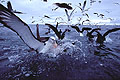 (Diomedea cauta)
Albatros à cape blanche. Bataille pour la pêche au large de Kaïkoura. Charognards, les albatros, puffins et autres pétrels rôdent au large à la recherche des poissons et autres proies qui remontent des profondeurs.
Île du sud / Nouvelle-Zélande albatros oiseau antipodes Pacifique sud charognard pêcher mer océan rugissants hurlants 