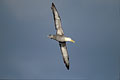  albatros Galapagos planer vol ailes oiseau gigantesque envergure Baudelaire océan mer sud hémisphère 