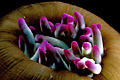 Anémone de mer (Actinia sulcata)
Bretagne Anémone de mer fleur Bretagne côte mer littoral prédateur actinie Actinia sulcata sulquée cnidaire invertébré 