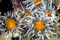  Anémone de mer marguerite Actinothoe estran Bretagne littoral France marée faune océan 