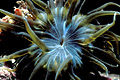  Anémone trompette prédation estran bord de mer Océan fleur Cnidaire symbiose Bretagne France 