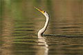 (Anhinga anhinga)
Rio Cuiaba / Pantanal oiseau serpent pêcher Brésil rivière Amérique sud anhinga eau douce cou bec couler 