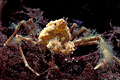  araignée anémones crustacé crabe estran littoral marée algues camouflage homochromie 