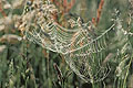  toile araignée épeire  herbes prairie humidité matin rosée 