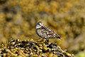 (Calidris alpina).
Bretagne. oiseau reposer halte migration algues dormir estran marée basse Bretagne 