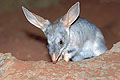 (Macrotis lagotis)
Nocturne - Désert du Centre Rouge.
Territoire du Nord.
Statut UICN : Espèce Vulnérable Macrotis lagotis lapin désert oreilles nez yeux voir sentir entendre nuit moustaches peramelidés Australie désert aride sol nocturne 