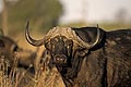 (Syncerus caffer) Syncerus caffer Buffle africain cornes big five bête animal dangereux Afrique bovidé lourd massif corps mammifère Botswana delta Okavango 
