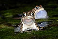 (Bufo calamita).
Compétition entre mâles, au printemps, dans un étang arrière dunaire.
Chant nocturne. 
Finistère / Bretagne crapaud joncs amphibien mer batracien Bufo calamita calamite mare étang dunes sable océan  zone humide littoral côte Finistère Bretagne France menacée espèce chanter attirer mâle séduction amour saison avril mai printemps eau douce pollution biodiversité 