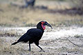 (Bucorvus leadbeateri).
Femelle. Bucorvus leadbeateri calao terrestre Afrique oiseau sol marcher attraper proie 