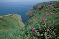  Falaises Cap Fréhel printemps 