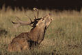 (Cervus elephus) bois
rut
brâme
cerf
élaphe
Automne
forêt
ambiance
animal
profil
mâle
Cervus
elaphus
Europe
France

 