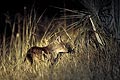 (Canis adustus) Canis adustus chacal canidé mammifère nuit chasser animal brousse nocturne flancs rayés Afrique Botswana delta Okavango 