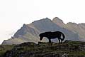(Equus scandinavicus) Islande sud côte cheval islandais montagne paysage  sauvage Equus scandinavicus 