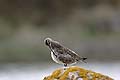 (Numenius phaeopus). Limicole migrateur, de passage seulement chez nous. Niche dans la toundra arctique. Numenius phaeopus Limicole migrateur toundra toilette nettoyer repos halte migration oiseau voler bec plumes marée mer littoral 