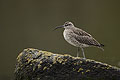 (Numenius phaeopus). Limicole migrateur, de passage seulement chez nous. Niche dans la toundra arctique. Numenius phaeopus Migrateur oiseau limicole voyage littoral France Bretagne 