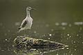 (Numenius phaeopus). Limicole migrateur, de passage seulement chez nous. Niche dans la toundra arctique. Numenius phaeopus Limicole migrateur passage  toundra arctique 