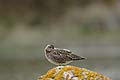 (Numenius phaeopus). Limicole migrateur, de passage seulement chez nous. Niche dans la toundra arctique. Numenius phaeopus Limicole migrateur toundra Bretagne oiseau courlis corlieu mer littoral dormir repos aile plume bec pattes sommeil sieste 