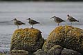 (Numenius phaeopus). Limicole migrateur, de passage seulement chez nous. Niche dans la toundra arctique. Numenius phaeopus Limicole migrateur toundra Courlis corlieux marée haute rocher refuge attendre bec pattes plumes gibier eau mer littoral côtes Bretagne France 