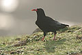 (Pyrrhocorax pyrrhocorax)
Fréquente les falaises rocheuses ouessantines. oiseau corbeau falaise rocheuses bec rouge crave montagne farouche noir cri vent 