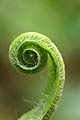 Milieux humides et ombragés. forêt sous bois plante inférieure fougère langue cerf Bretagne scolopendre milieu humide végétal spirale form nature vert printemps ombre humide mousse 