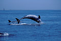 (Tursiops truncatus)
Jouent dans les vagues devant Molène dauphins sauter jouer vagues Bretagne mer mammifère marin Iroise Parc National Marin 