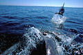 (Tursiops truncatus)
Jouent à l'avant du bateau... Dans le fond, le phare des Pierres Noires dauphin grand souffleur Tursiops truncatus chasse courant marée Keller Ouessant Molène Iroise biospère réserve biodiversité mammifère marin France Bretagne océan littoral côte sauvage population bretonne 