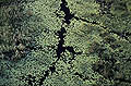 (Nymphaea nouchali)
Delta de l'Okavango / Botswana Afrique Delta Okavango nénuphar plante aquatique rivière bras marais Botswana Nymphaea nouchali vue aérienne paysage zone humide milieu écosystème eau douce 